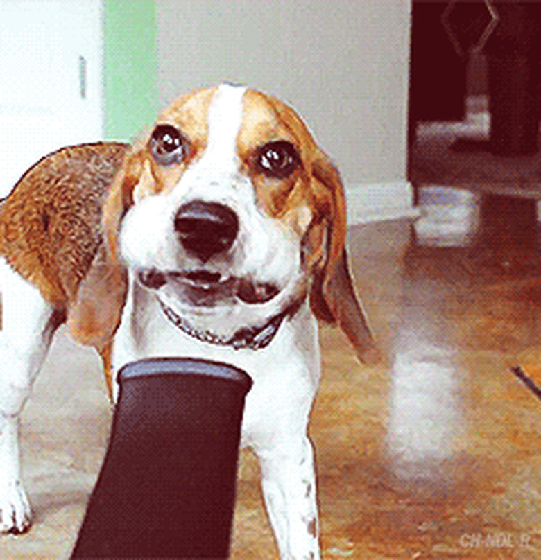 dog's jowls flapping because of vacuum cleaner