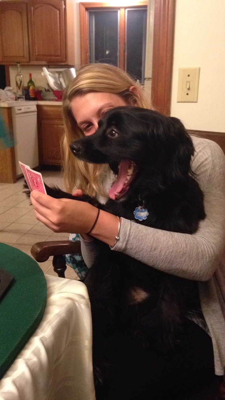 dog gives his hand away at game of poker