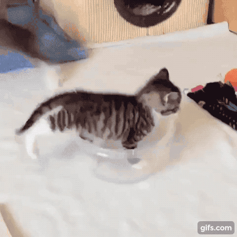 kittens jumping into plastic bowl