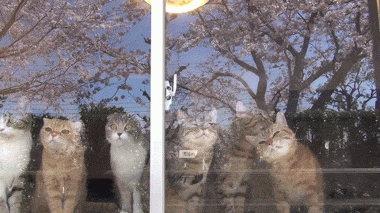 cats licking window