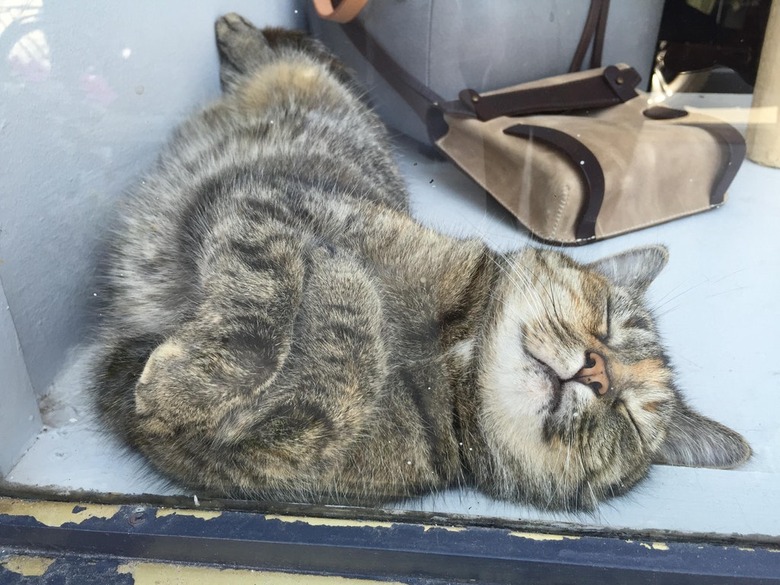 Happy-looking cat sleeping on a windowsill.