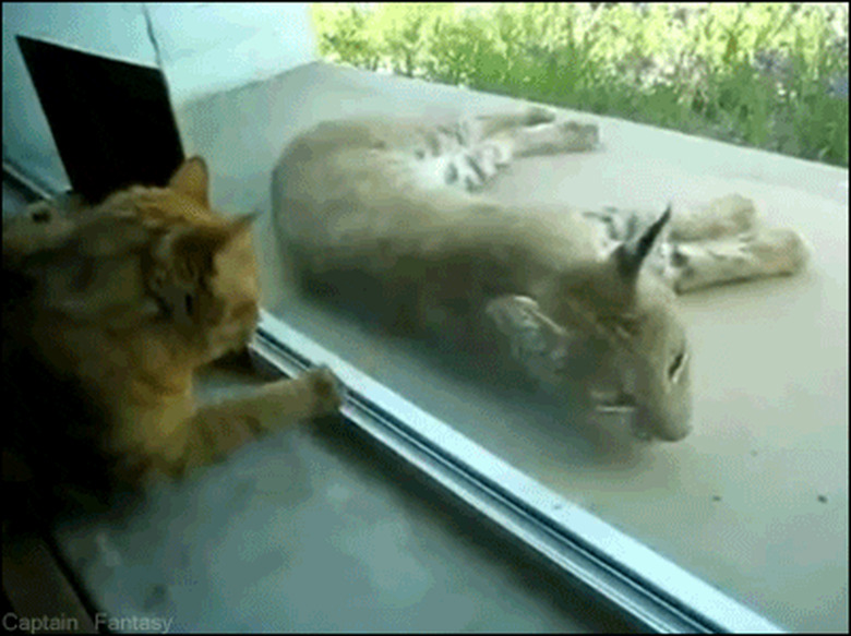 cat and bobcat stare at each other through window