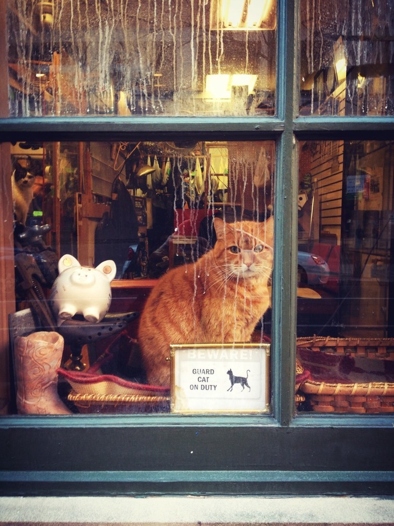 Cat in a window with a sign that says 