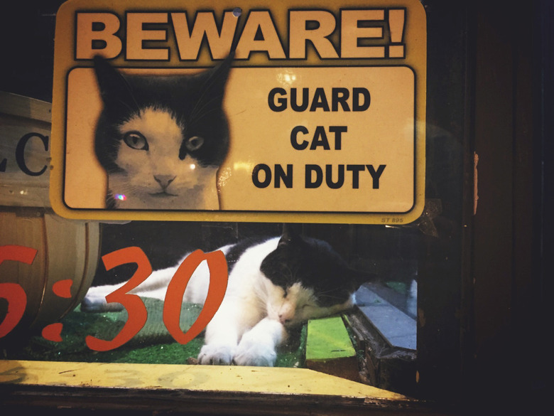 Cat asleep in a window with a sign that says 