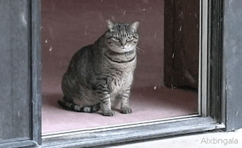 cat in window watches snow fall