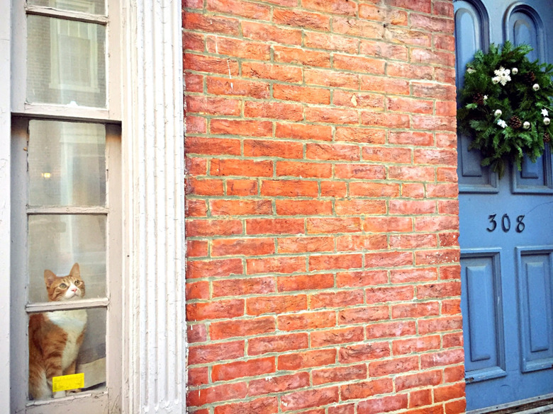 Cat in a window looking up.