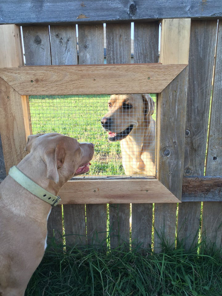 Dogs looking at each other through mesh-covered hole in wooden fence.