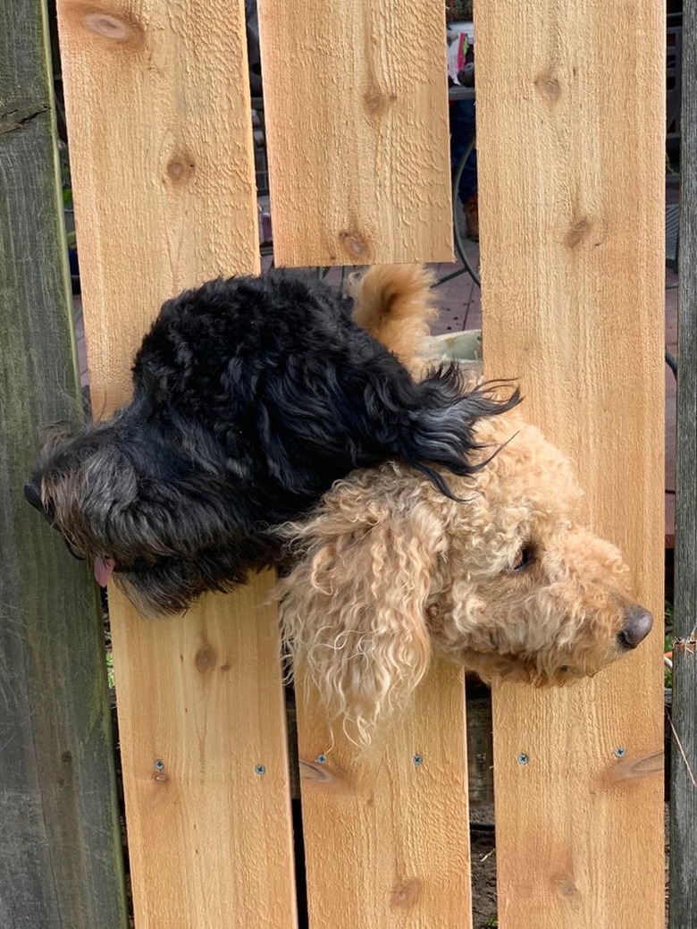 Two dogs sticking their heads out of a hole in a wooden fence.