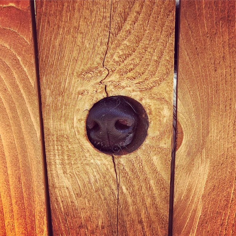 Dog's nose in small hole in wooden fence.