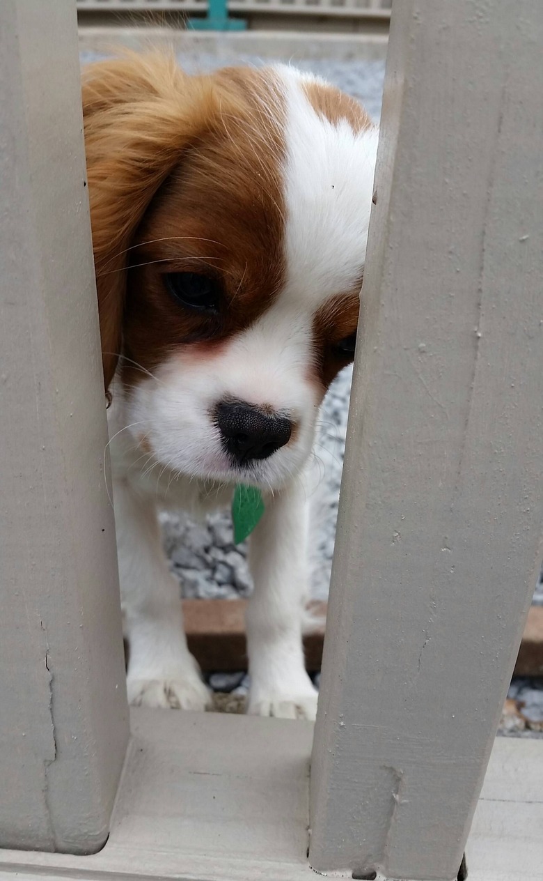 Dog looking through slats of wooden fence.