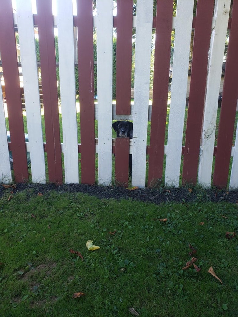 Dog looking through cutout in wooden fence