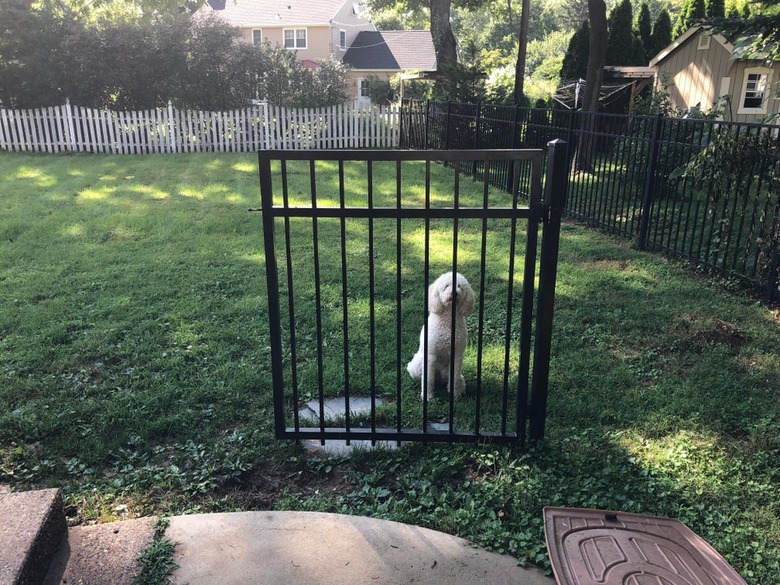 Dog standing behind unconnected metal gate.