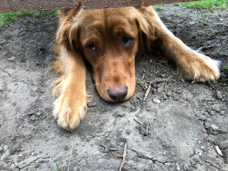 Dog looking underneath fence.