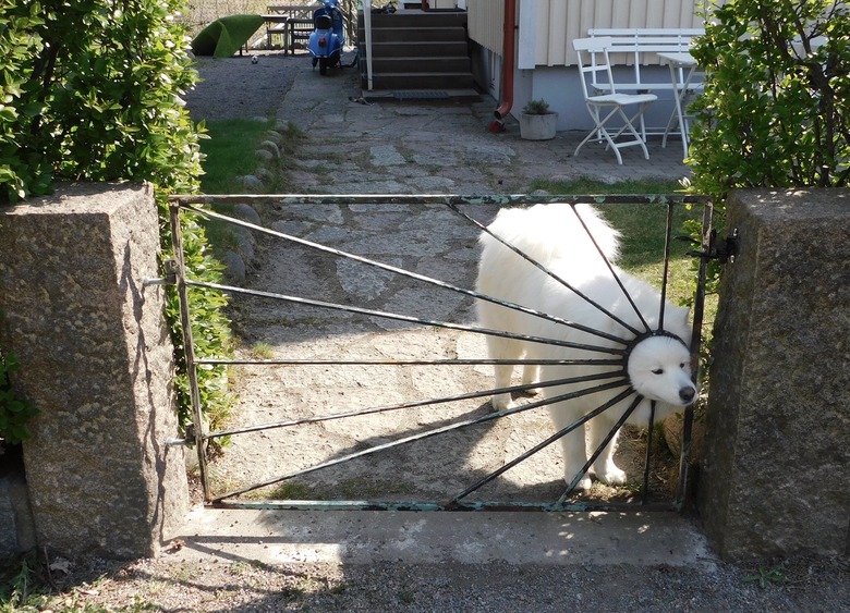 Dog poking its head through hole in decorative metal gate.