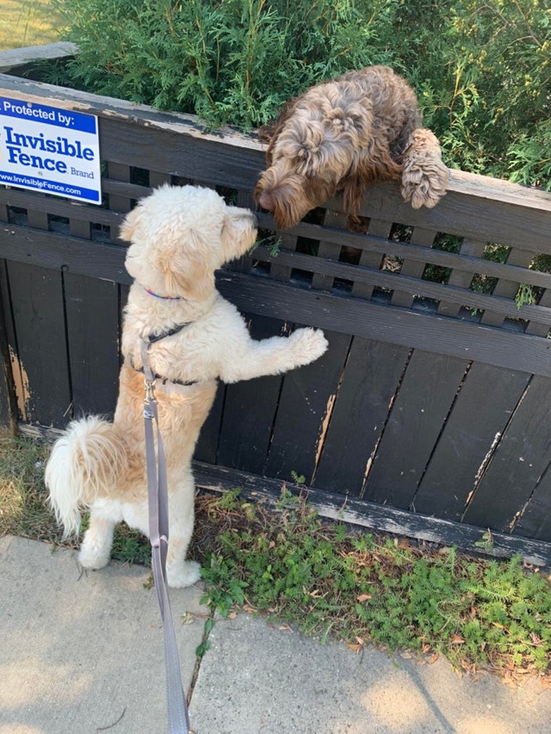 Two dogs sniffing over the top of a fence labeled 