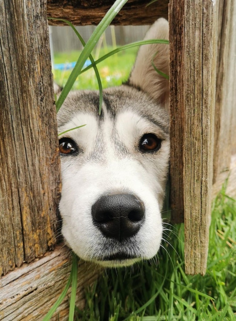 Dog looking through broken wooden fence.