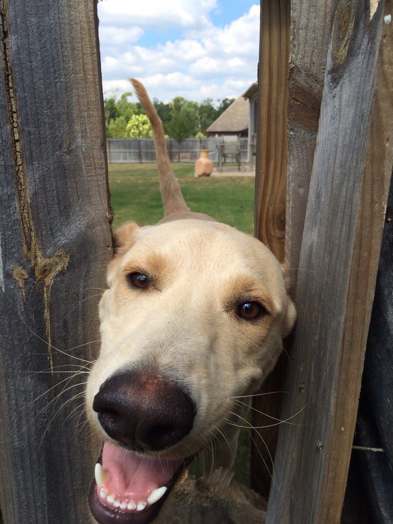 Dog sticking its head through hole in wooden fence.