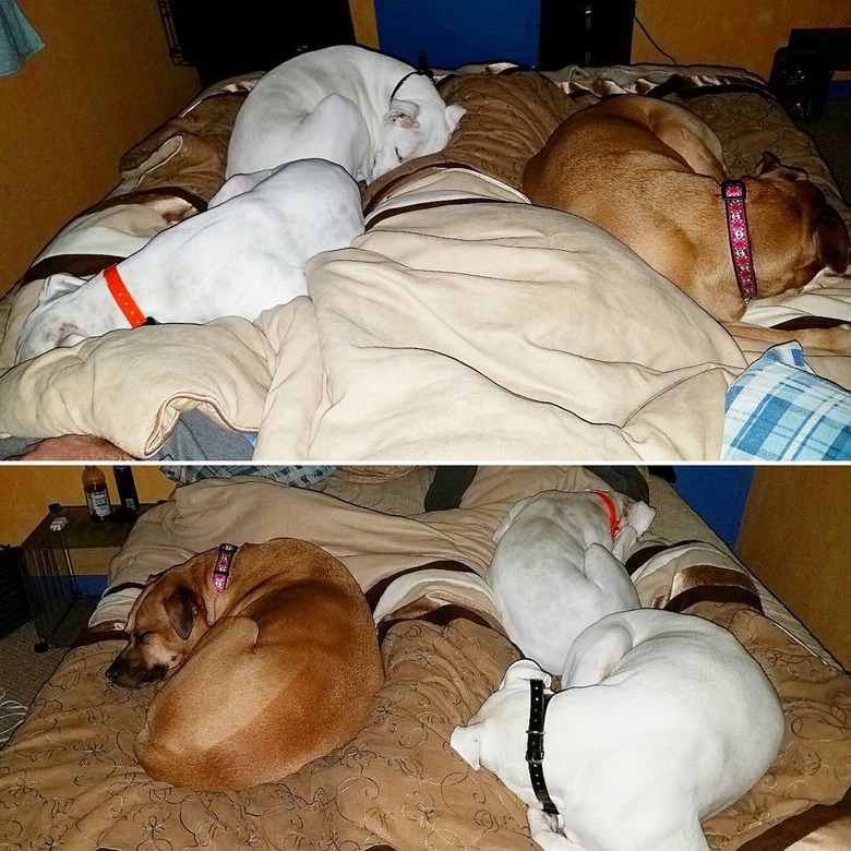 dogs squeeze humans out of bed