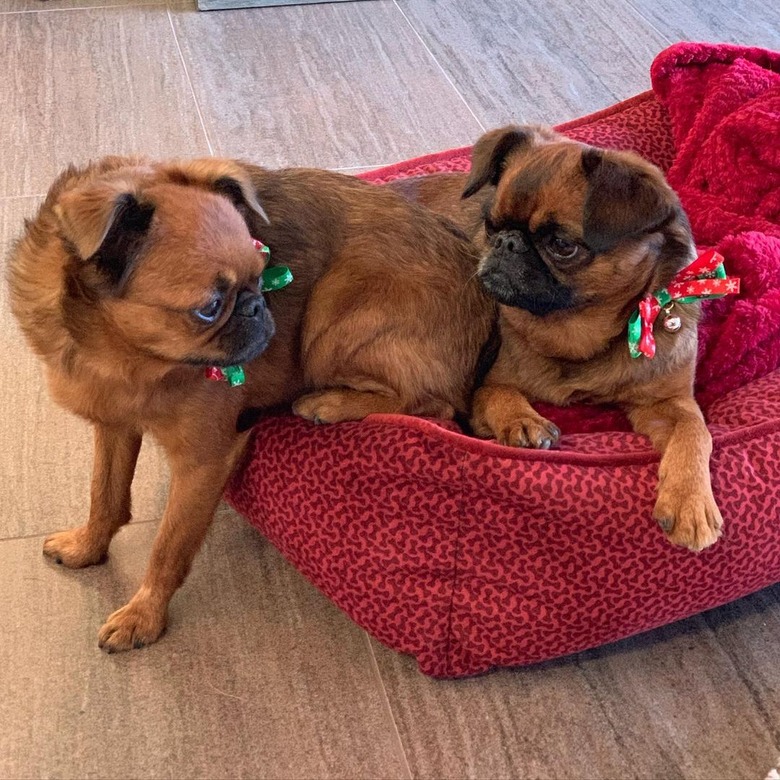 dogs don't want to share dog bed