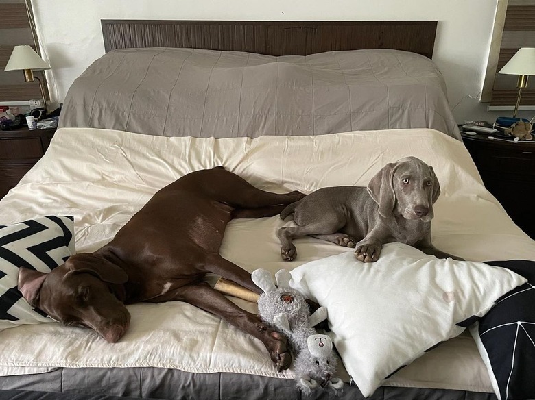 dogs hogging the bed