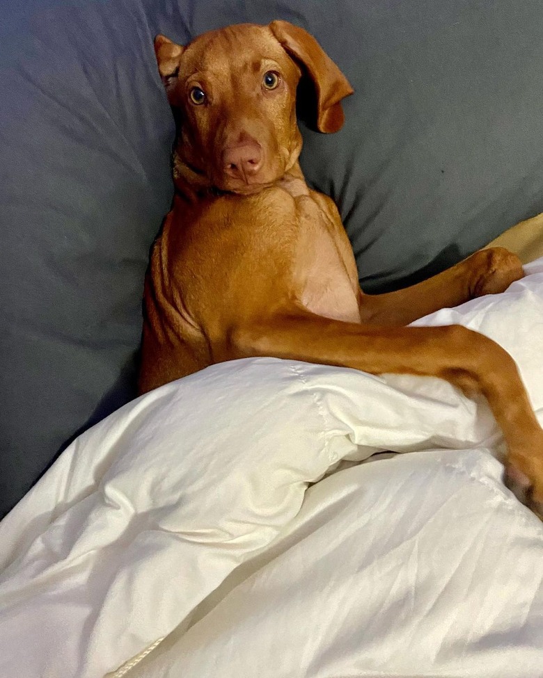 dog sleeps like human in bed