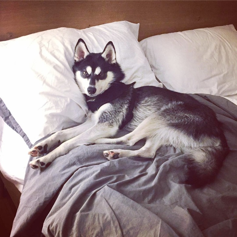 husky won't move from bed