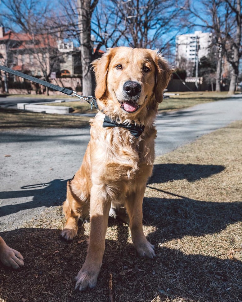 26 dogs with better LinkedIn profile pictures than you