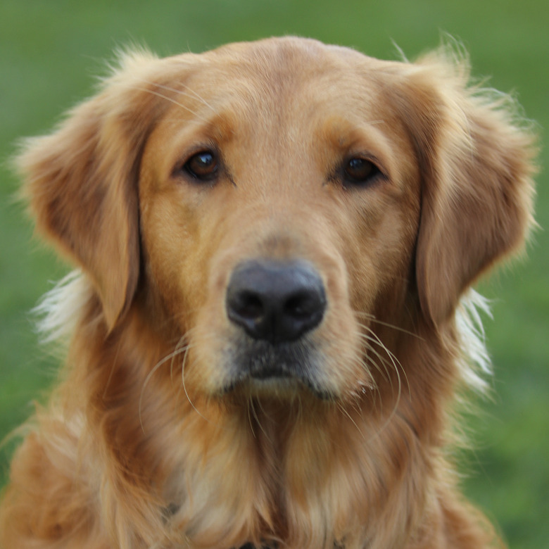 dogs with great headshots