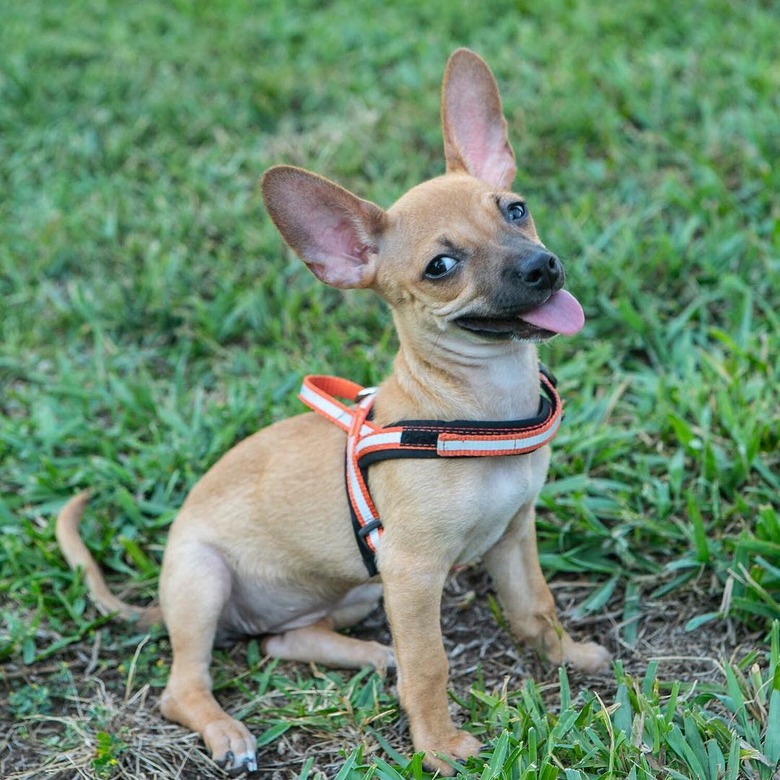 26 dogs with better LinkedIn profile pictures than you