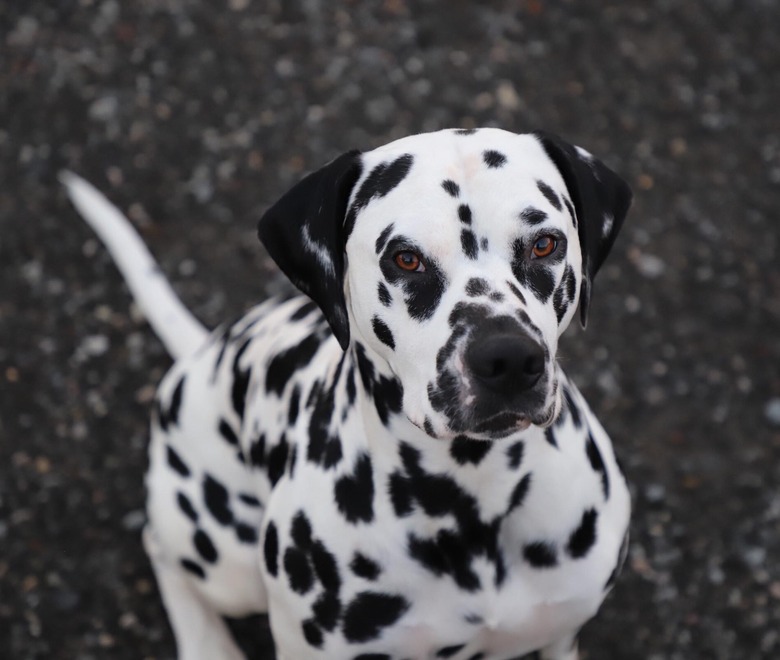 26 dogs with better LinkedIn profile pictures than you