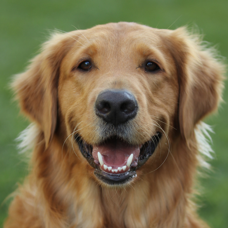 dogs with great headshots