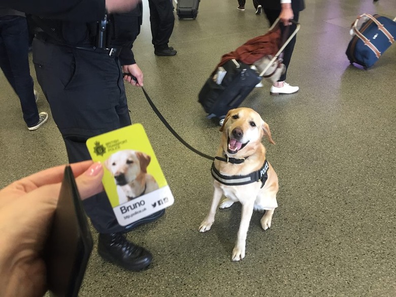 26 dogs with better LinkedIn profile pictures than you