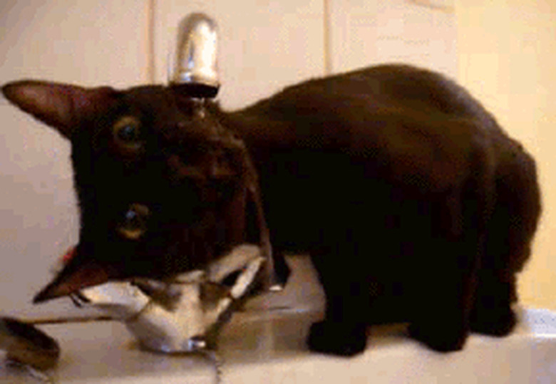 Cat drinking from sink