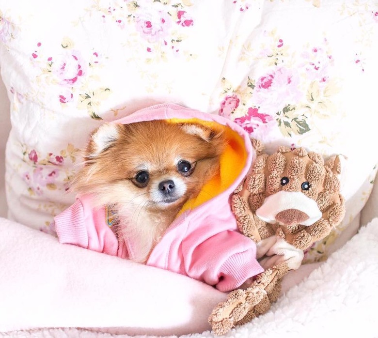 Dog in robe