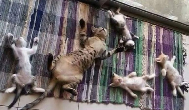 Cat yoga