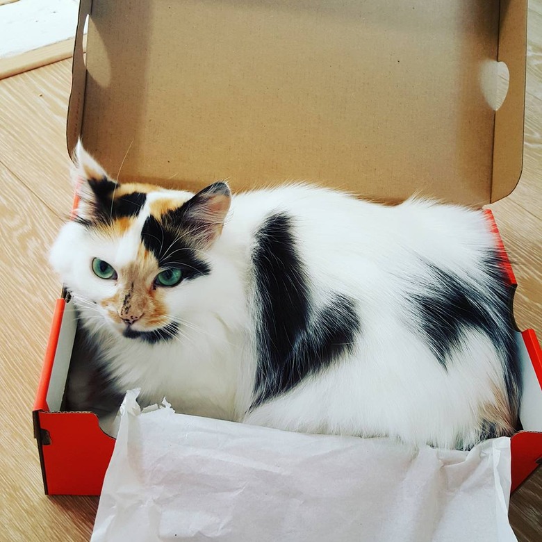 cat in a box