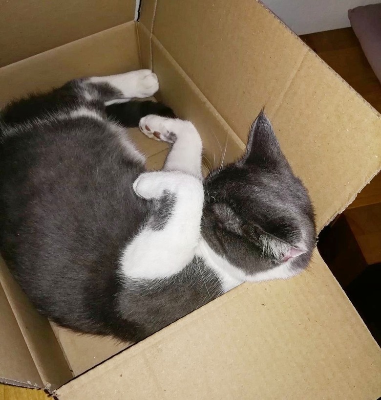 cat in a box