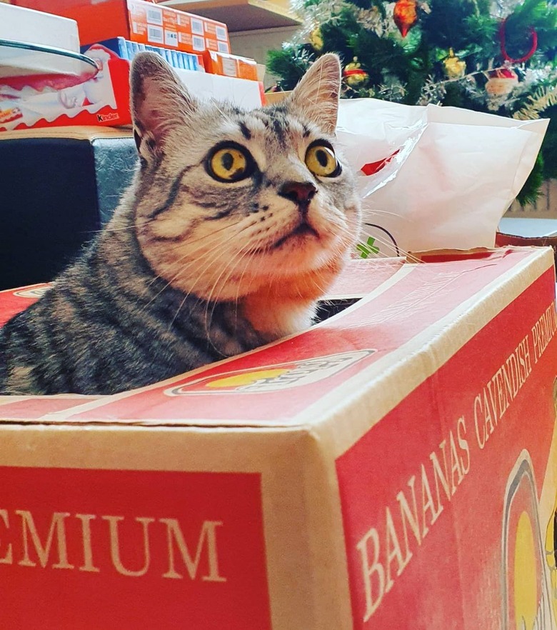 cat in a box