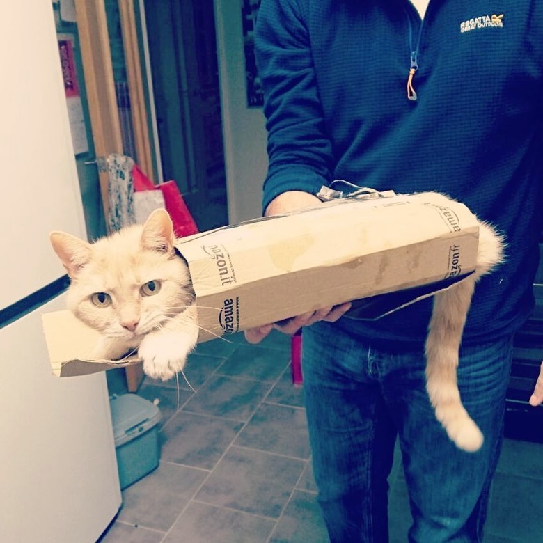 cat wrapped in a skinny box