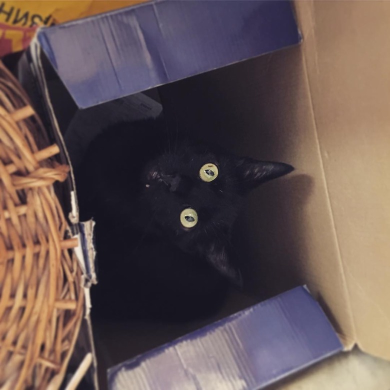 black cat in box