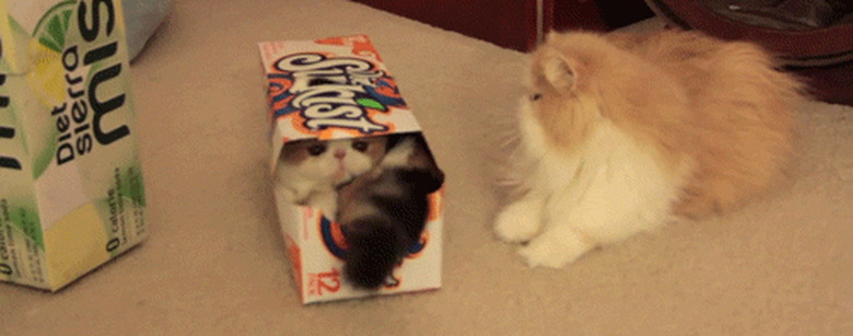 cat in a box of soda cans