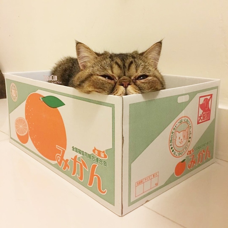 cat in a box