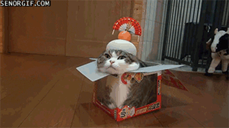 cat in a box