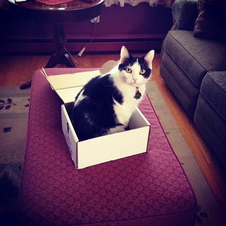 cat in a box