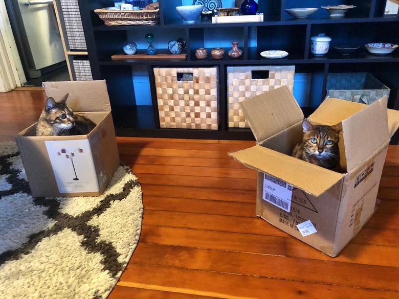 cats in boxes