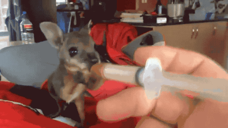 tiny baby kangaroo