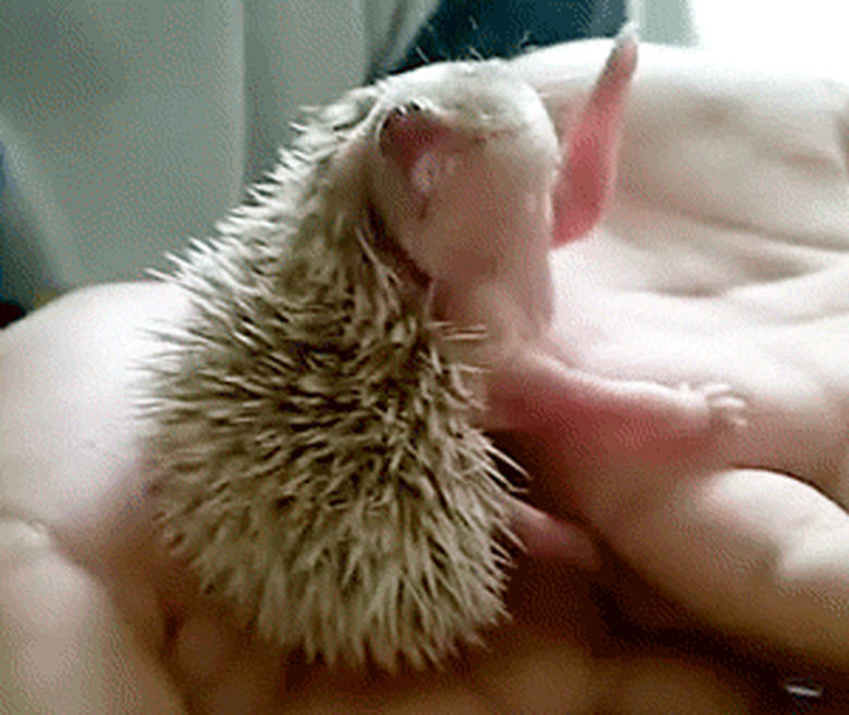 baby hedgehog