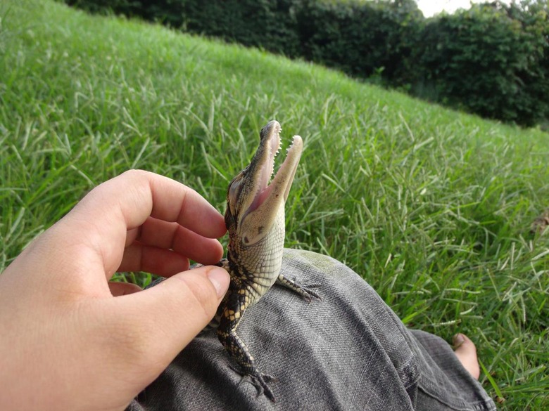 baby alligator