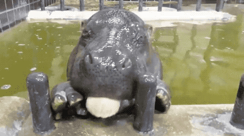 cute baby hippo