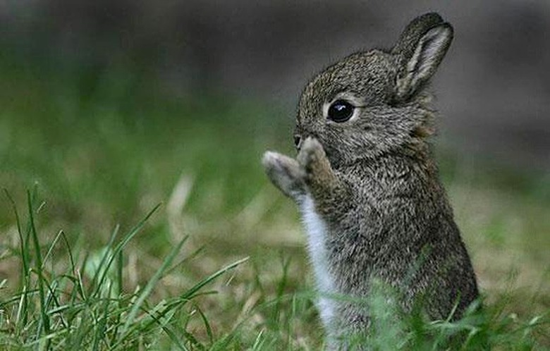 baby rabbit